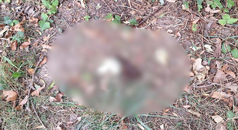 Nyaralni ment a fosófantom? A Balatonnál csapott le legutóbb