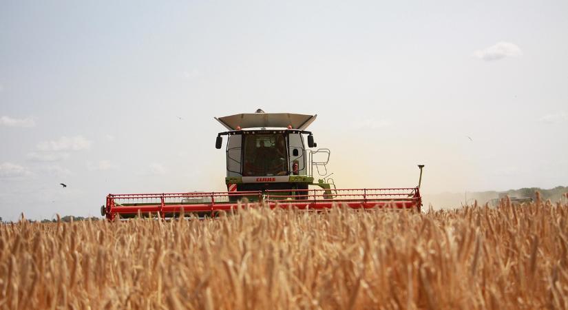 Búza minősége kiváló, az ár is kedvező – mégis van egy probléma