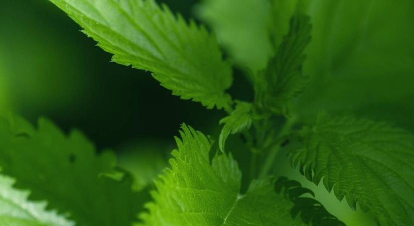 Ne irtsa ki! A csalán a kert titkos fegyvere