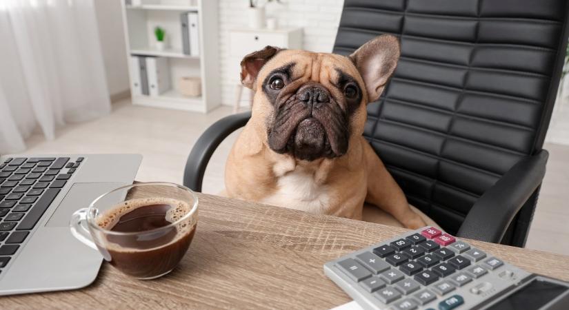 Az extra szabadnapoknál és a bónuszoknál is fontosabb a home office a pályakezdők számára