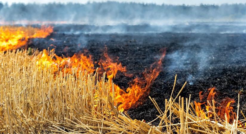 Füstbe borult az út menti erdő Szajolnál, a fák közül gomolygott a 4-es főút felé