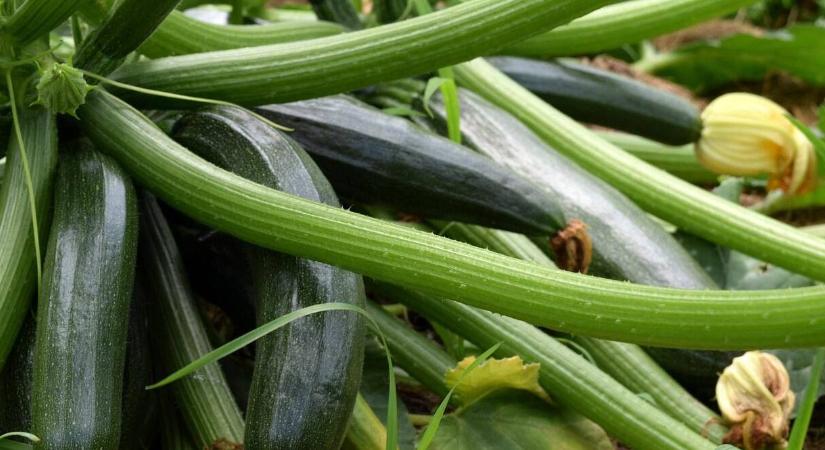 Miért sárgul a cukkini csúcsa? Ezek lehetnek az okok