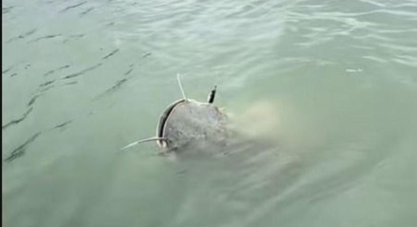 Óriási halszörny került elő a Balatonból videó