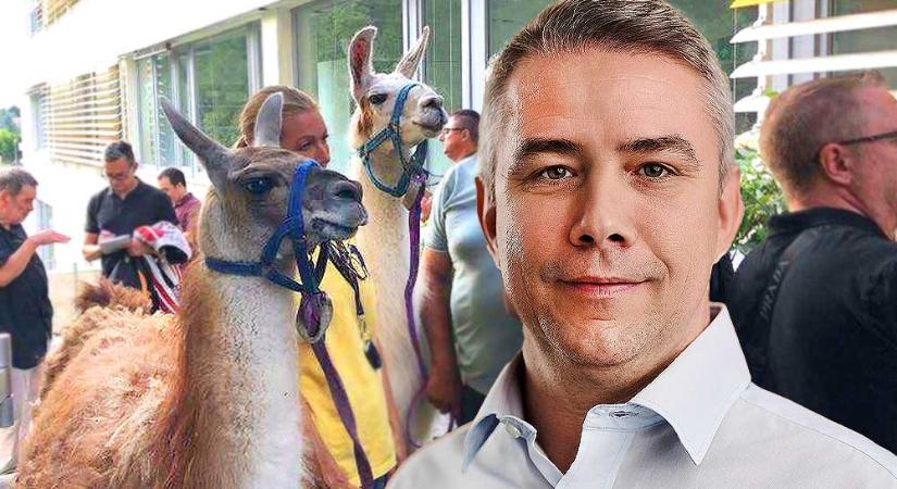 Tovább pörög a törökbálinti lámás botrány: Szőke Péter polgármester a terület átjátszásáról beszél, a bérlők az életük munkáját féltik