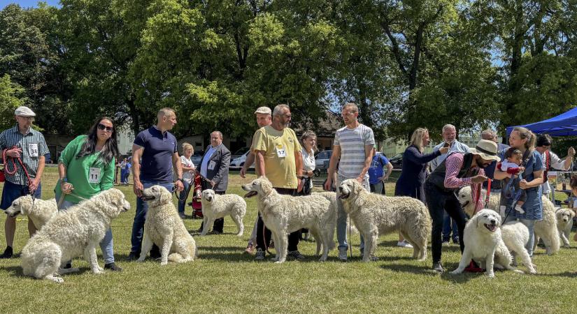 Tényleg a kihalás szélre került a kuvasz?
