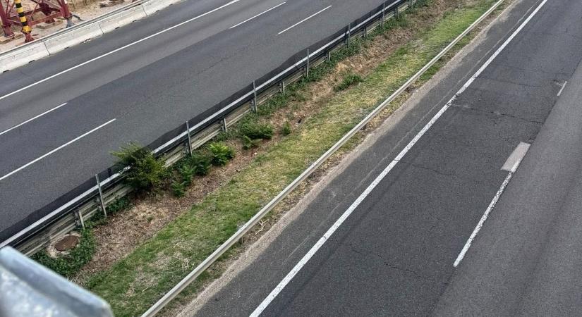 Megmenekült a kiscica az M7-es autópályáról
