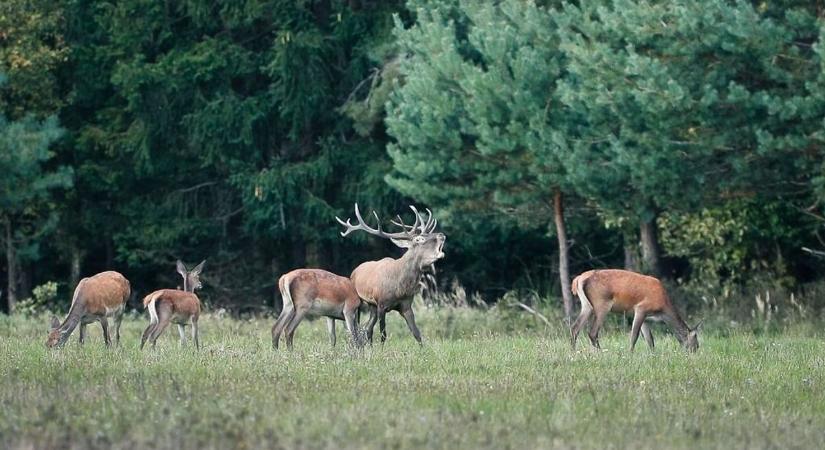 Szarvastámadás a vasi faluban: össze kellett varrni az idős asszony lábát