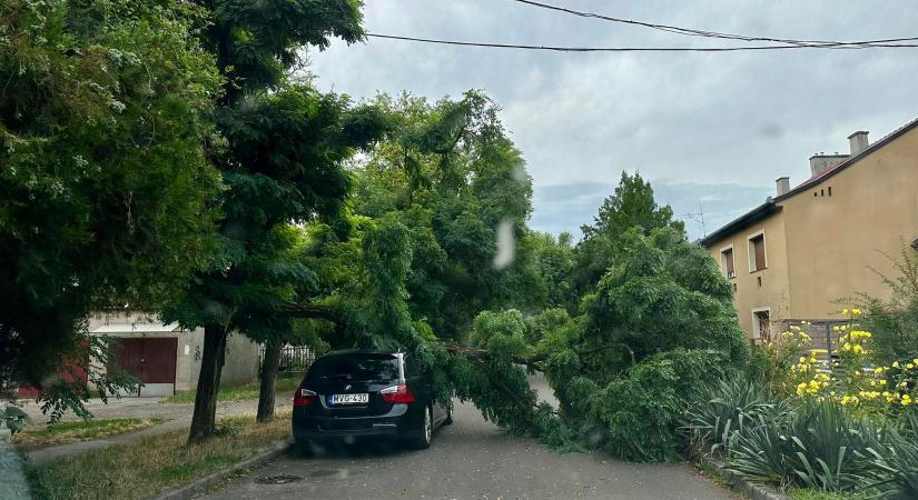 Kidőlt egy fa az egri Breznai utcában