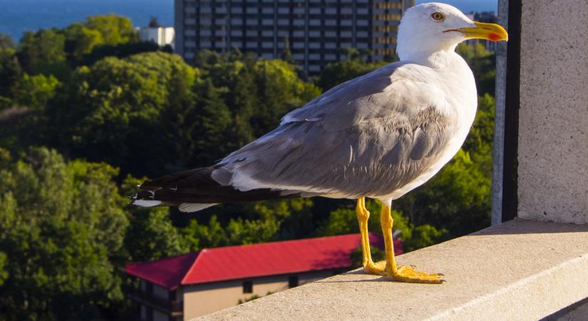 Átmulatott éjszaka után hazavitt egy sirályt, de kiderült, hogy az állat madárinfluenzás volt