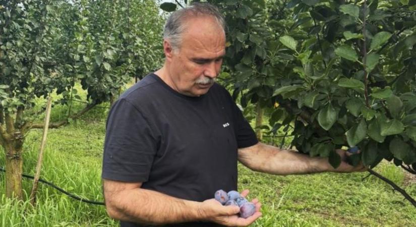 A miniszter kertjét sem kerülte el a vihar, Nagy István menti a szilvát