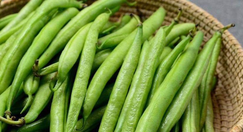 Túl korai? Túl öreg? Zöldbab betakarítása okosan