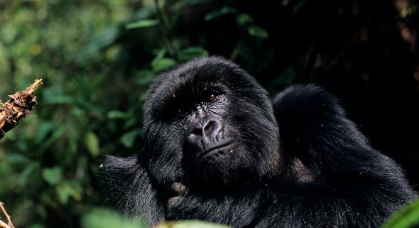 Az emberi evolúció jövője: Darwini elmélet mai szemmel