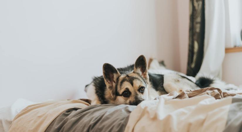 Szorong a kutyád? ÍGY ismerheted fel a stressz jeleit