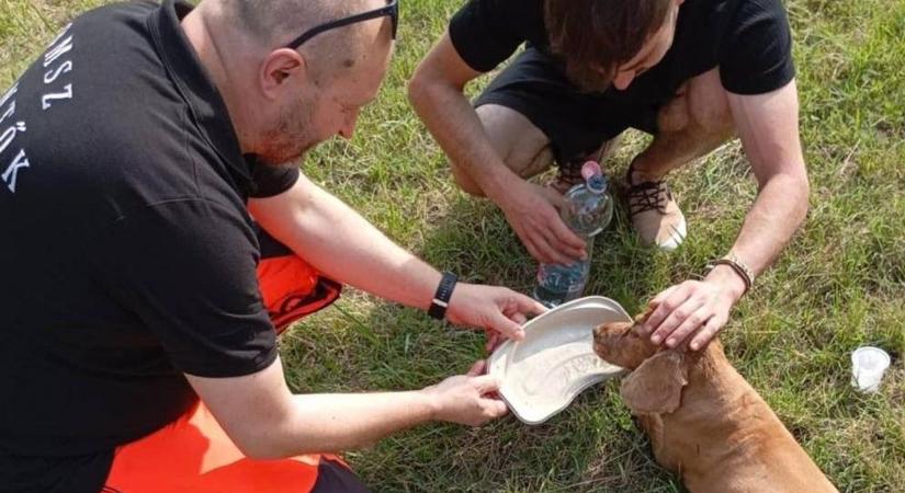 A kutyus bajban volt – a mentősök nem hagyták magára!