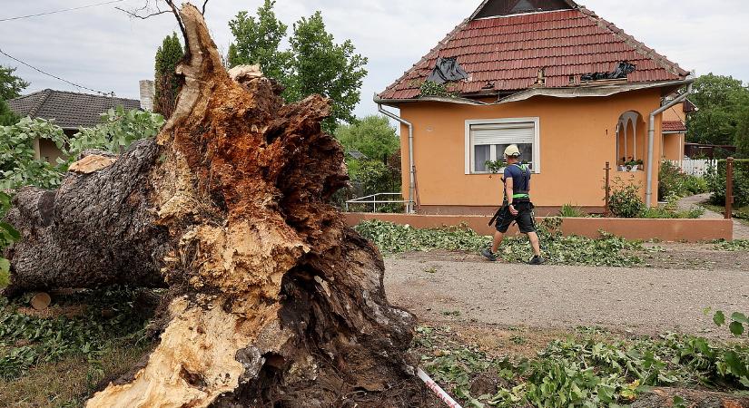 Áldozatot követelt a pusztító vihar, rádőlt egy fa a tájfutóra