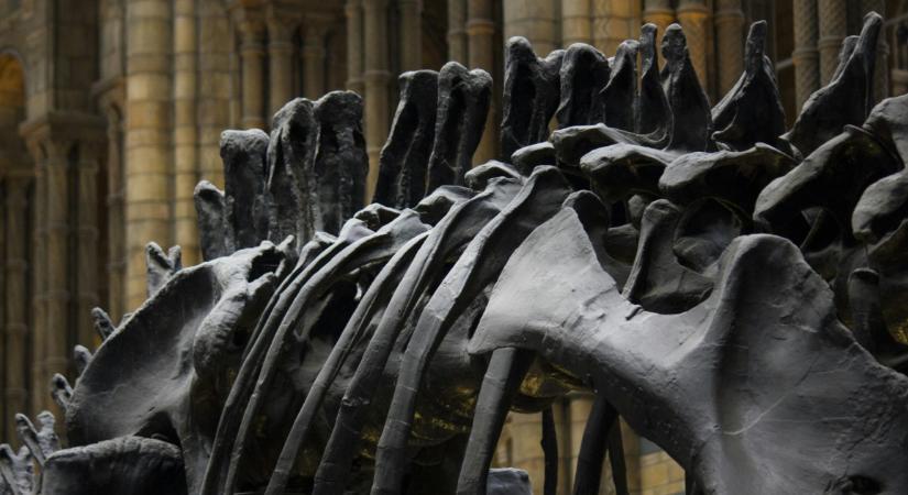Dínócsontváz és marsi meteorit – elképesztő összegekért keltek el a különleges leletek