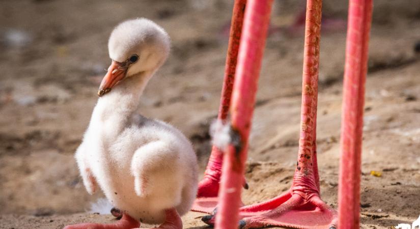 Te láttad már a Veszprémi Állatkert flamingóbébijét? Ennél aranyosabb ma már nem lesz