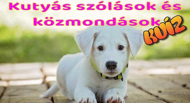 Kvíz: Ki tudod egészíteni az összes kutyás szólást, közmondást helyesen?