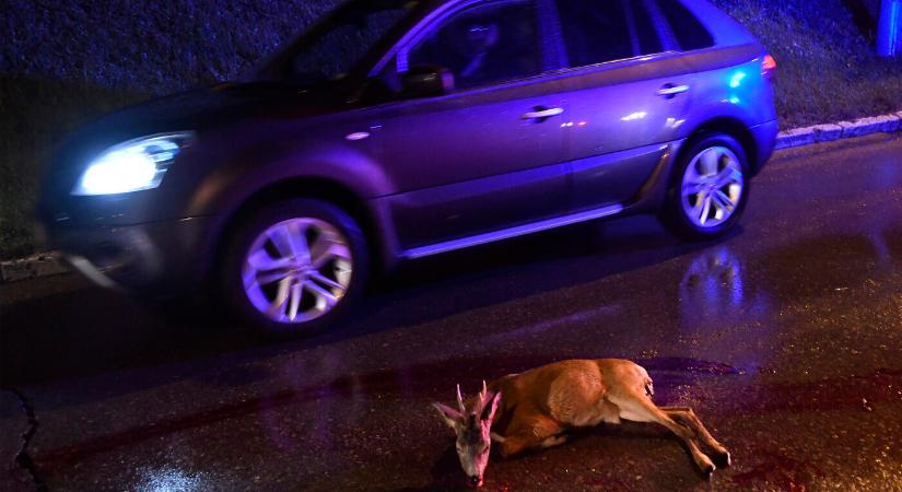 Megkezdődött az őznász — fokozott óvatosságra intenek a vadászok a közutakon