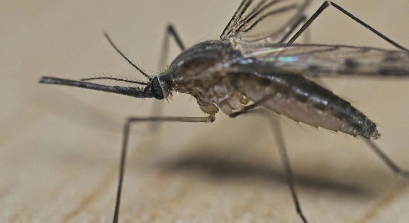 Alig van szúnyog a szárazság miatt, néhány helyen kell csak gyéríteni