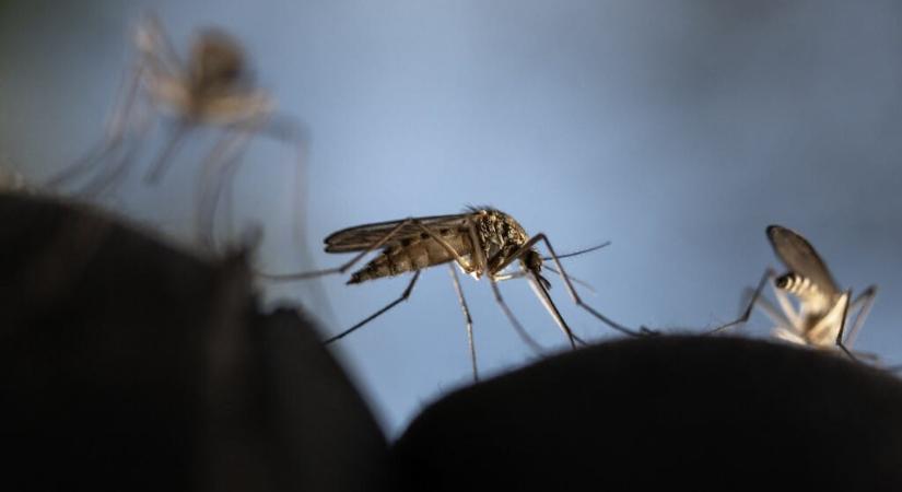 Kicseréltek egy gént a szúnyogokban, ha kiengedik a természetbe, az százezrek életét mentheti meg