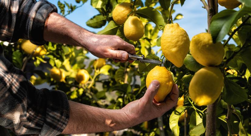 Így bukott el a balatoni citrustermesztés terve