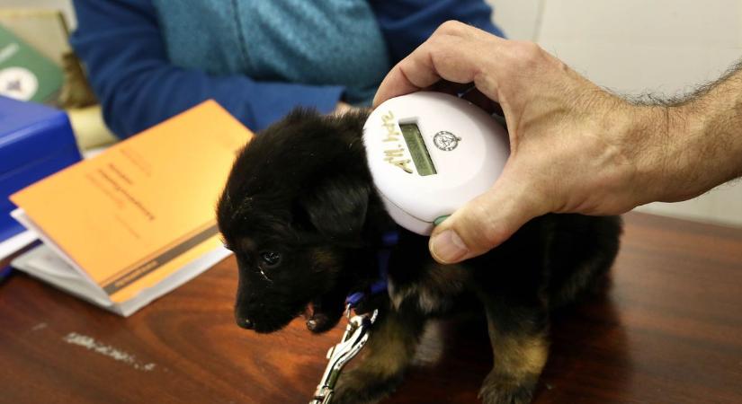 Állati támogatás! 500 milliót ad az állam erre a falvaknak