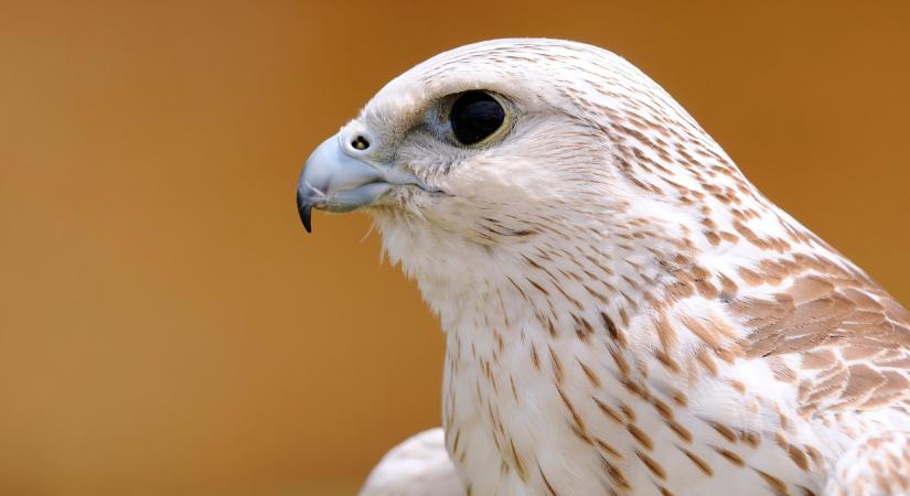 Ez sokkoló: sörétessel lőttek védett állatra a Hortobágyon