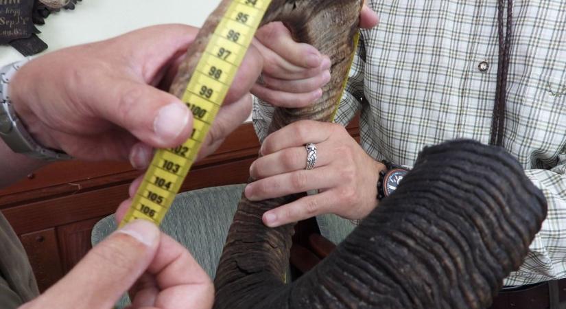 106,4 centis rekordot mutatunk – A legnagyobb csigájú muflontrófea a Veszprémi Erdőgazdaságnál