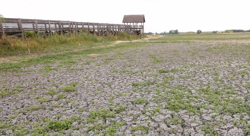 Harmadszor száradt ki a mórahalmi Nagyszéksós-tó – kezd kihalni a környék