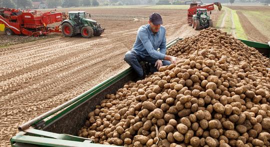 Agrártudományi Kutatóközpont: főleg a kukorica, a burgonya és az alma termésmennyiségére lehet hatással az idei aszály