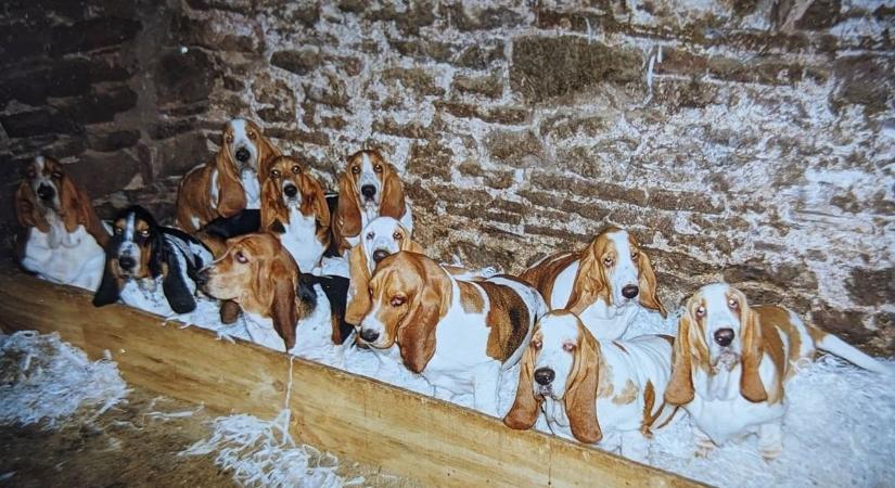 Egy díjnyertes kennel elfeledett ugatásai ( galéria)