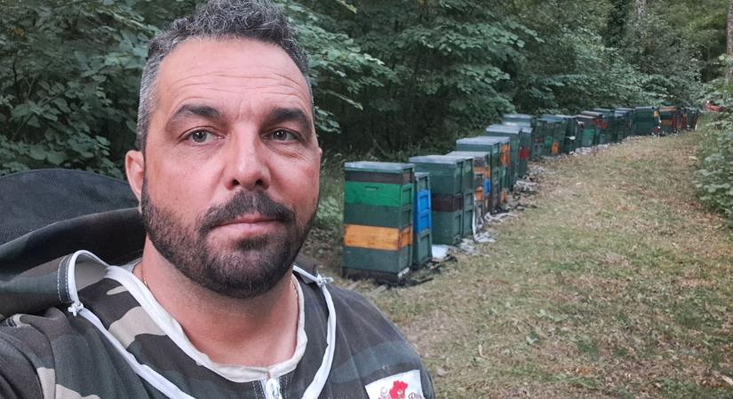 Nincs hova menekülniük, a tápanyaghiány miatt rég nem látott mértékű a méhpusztulás