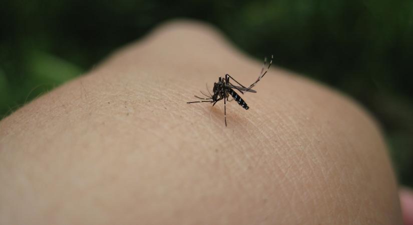 Chikungunya-láz: ezek a tünetek figyelmeztethetnek – Európában is terjed a fertőzés