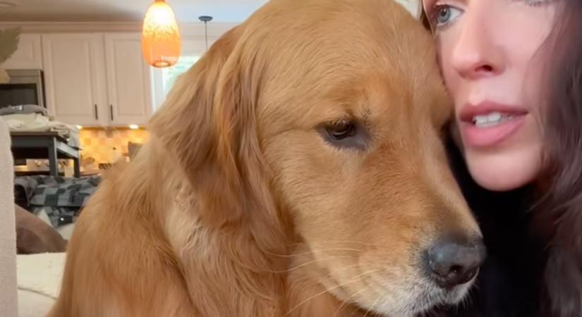 Megolvasztja a szíveket ez a tekintet: mély gyászban Juli golden retrievere - Videó