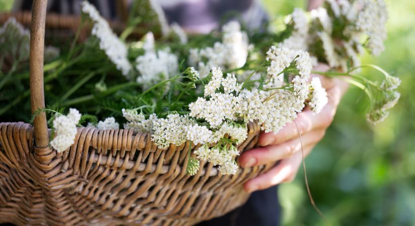 Így gyógyít a cickafark: görcsökre, gyulladásra is jó – Egyes fajtáival jobb vigyázni