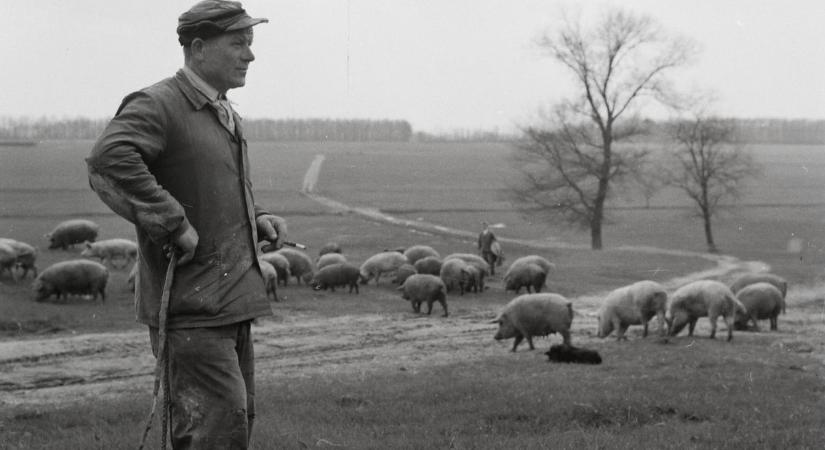 Kvíz: vezetékneveinkben még viseljük őket, de tudjuk is, hogy mivel foglalkozott a tímár, a bognár vagy a szűcs?