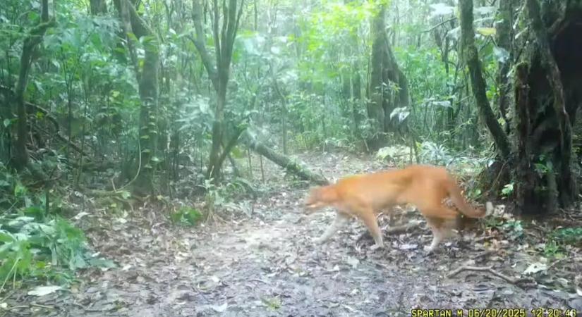 Ritka, aranyszőrű ragadozóról készült videó