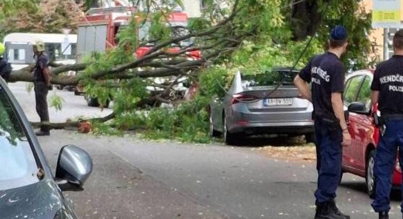 Még mindig pusztít Szegeden a két héttel ezelőtti vihar – most a Jósika utcában dőlt ki egy hatalmas fa