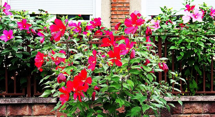 Mocsári liliom, hibiszkusz