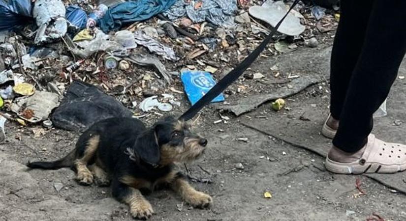 Szívszorító állapotban találták meg a kutyákat a rendőrök, azonnal intézkedtek