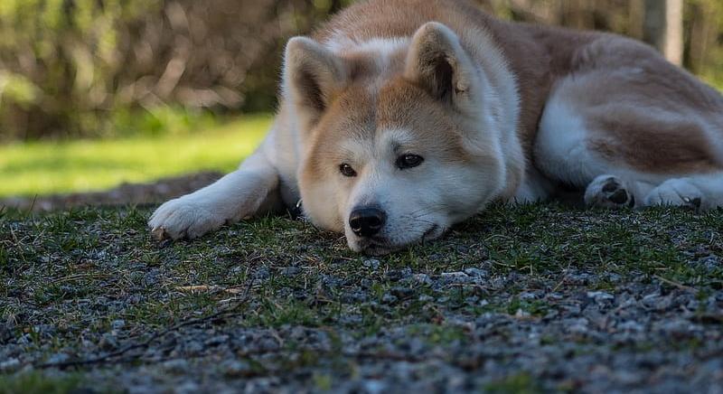 Ezért szabadulna mindenki a legnagyobb kutyás mémcointól
