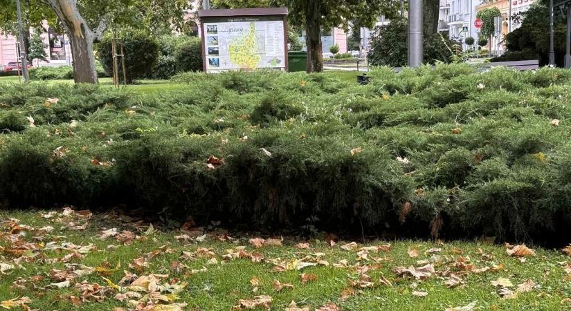 3 hónapos hevert a bokorban