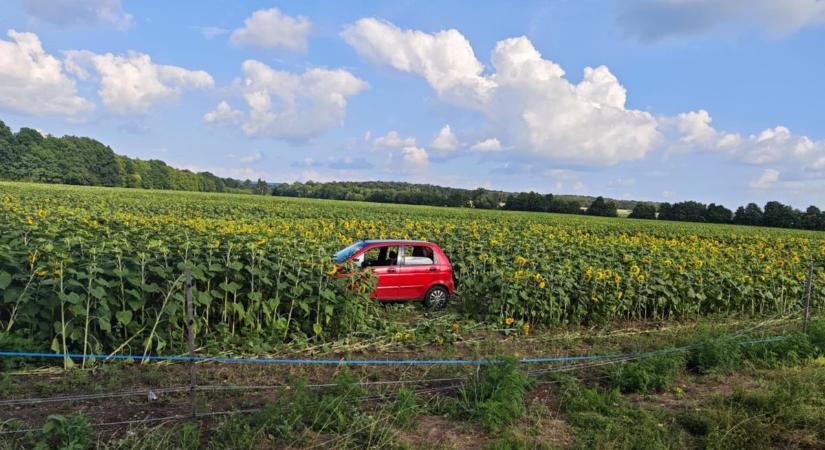 Lesodródott az útról és a napraforgómezőben landolt egy autó Noszlopnál ( helyszíni fotók)