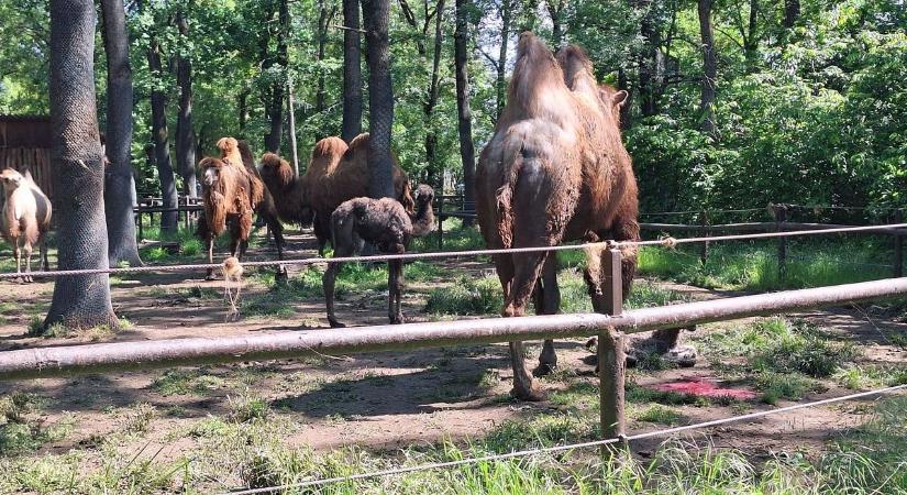 Nem csupán az embereket, a Szegedi Vadaspark állatait is megviseli a szélsőséges időjárás