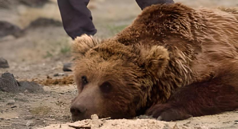 Páratlan videók készültek a világ legritkább medvéjéről