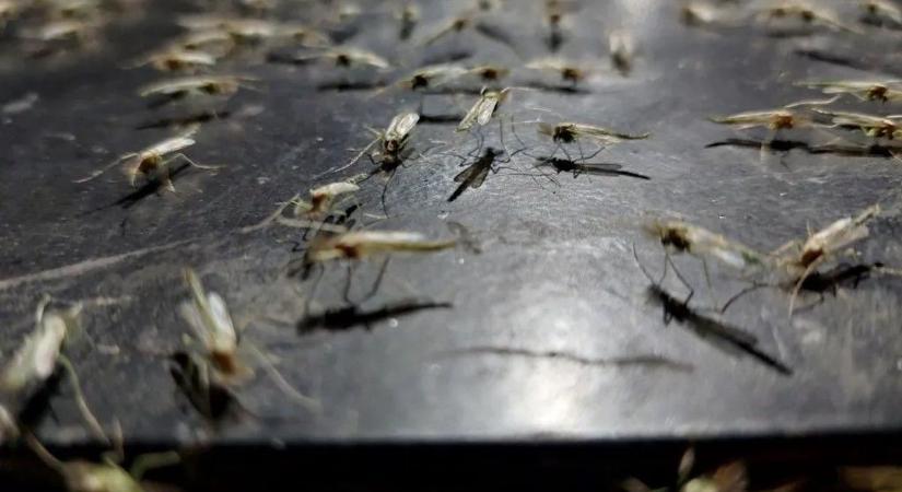 Elesett a Balaton? Árvaszúnyoghordák keserítik a helyiek s a nyaralók életét