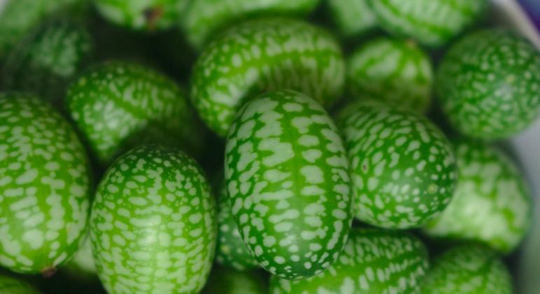 Egérdinnye: így terem bőségesen
