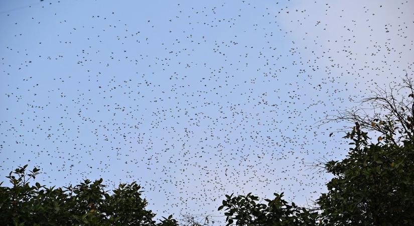 Érinthetetlen állatok miatt bénult le egész Siófok