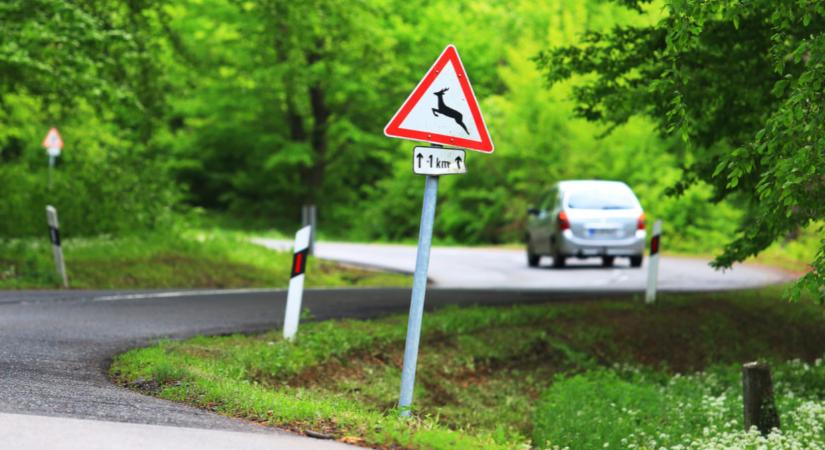 Kiadták a figyelmeztetést: vigyázat, beindultak az őzek, komoly életveszély a magyar utakon  Videó